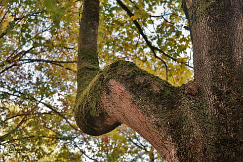 tree, case, nature, log, plant, trunk, tree trunk, low angle view, focus on foreground, animal, day, no people, branch, one animal, animal themes, close-up, outdoors, growth, animal wildlife, mammal, forest, animals in the wild, lichen, 5K, CC0, public domain, royalty free