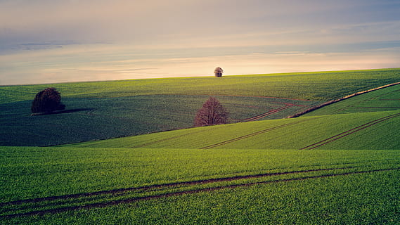 des champs, arbre, colline, paysage, la nature, ciel, des nuages, rural, Prairie, herbe, vert, terre, traces, agriculture, champ, plante, paysages - nature, environnement, beauté dans la nature, scène rurale, scène tranquille, tranquillité, ferme, couleur verte, personne, le coucher du soleil, nuage - ciel, croissance, en plein air, violet, paysage roulant, 5K, CC0, domaine public, libre de droits