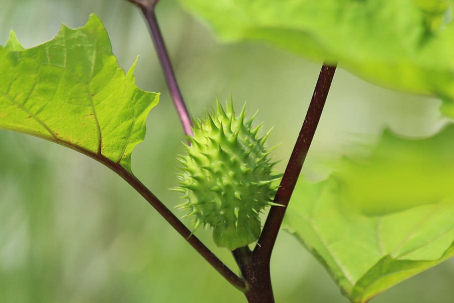 drogues, fruita, rascado, verd, datura, inusual, planta, fulles, flora, creixement, full, part de la planta, color verd, primer pla, bellesa a la natura, naturalesa, centrar-se en primer pla, cap gent, dia, a l'aire lliure, tija de la planta, enfocament selectiu, frescor, arbre, tranquil·litat, branca, vulnerabilitat, inicis, picant, 5K