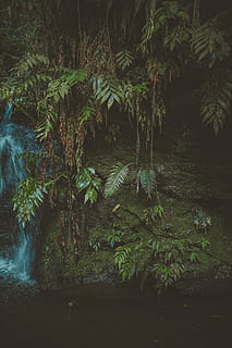 albero dalle foglie verdi, luminosa, avvicinamento, colori, luce del giorno, ambiente, foglie di felce, messa a fuoco, fresco, freschezza, verde, felce verde, crescita, paesaggio, rocce muschiose, naturale, natura, fotografia naturalistica, all'aperto, piante, foresta pluviale, panoramico, acqua, cascate, pianta, albero, nessuno, foresta, terra, colore verde, bellezza nella natura, parte vegetale, la tranquillità, foglia, giorno, lago, scena tranquilla, lungomare, acqua corrente, fluente, 5K, CC0, dominio pubblico, privo di copyright