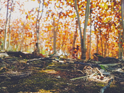 arbres amb fulles marrons, vegetació, planta, bosc, terra, naturalesa, arbre, a l'aire lliure, sòl, arbreda, Brasil, jardim santo onofre, r. guira-acangatara, full, tronc de l'arbre, llum solar, bedoll, paisatge, arrel, fong, tardor, canvi, dia, cap gent, bellesa a la natura, creixement, tranquil·litat, centrar-se en primer pla, tronc, part de la planta, color taronja, fulles, caure, col·lecció de tardor, 4K, CC0, domini públic, lliure de regalies