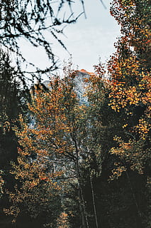 verde, foresta, giorno, albero, foglia, ramo, montagna, picco, autunno, all'aperto, natura, natura selvaggia, escursioni a piedi, paesaggio, viaggio, carta da parati android, sfondo, dolomite, alp, pianta, crescita, bellezza nella natura, cielo, colore arancione, modificare, la tranquillità, Inquadratura dal basso, nessuno, terra, scena non urbana, scenics - natura, scena tranquilla, condizione naturale, 5K, CC0, dominio pubblico, privo di copyright