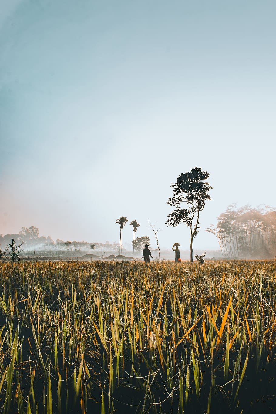 persona al costat de l’arbre, persona, camp, arbre, herba, paisatge, boira, posta de sol, sortida del sol, silueta, tradicional, bosc, fotografia, fons de pantalla, indonèsia, Java oriental, a l'aire lliure, interès humà, naturalesa, agricultura, planta, creixement, cel, escena rural, estiu, granja, temporada, prat, fons, terra, escenics, groc, bellesa a la natura, llum solar, sortida del sol - alba, blau, sol, cap gent, full, tardor, branca, 5K