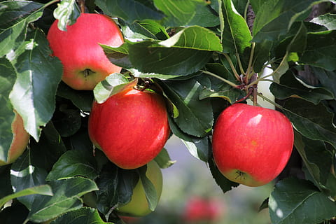 tre, Mela, triste, frutta, fresco, gustoso, mele, appetitoso, vitamine, cibo, maturo, mangiare, dieta, Salute, stagione, delizioso, nutrizione, bio, rosso, succoso, in giardino, tenero, cibo e bevande, mangiare sano, foglia, parte vegetale, freschezza, crescita, benessere, avvicinamento, natura, mela - frutto, colore verde, pianta, nessuno, albero da frutta, albero di mele, giorno, all'aperto, 5K, CC0, dominio pubblico, privo di copyright