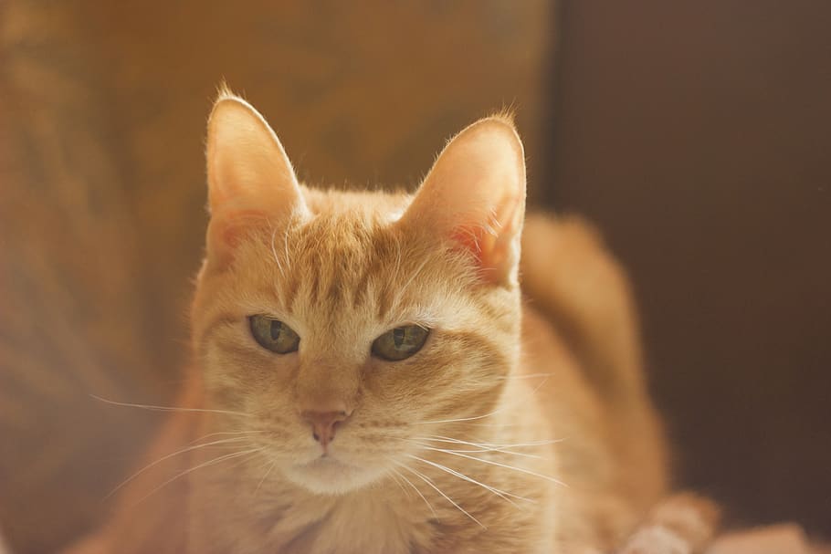 gatto, testa Rossa, luce, animali, casa, animali domestici, domestico, mammifero, temi animali, animale, gatto domestico, felino, un animale, avvicinamento, baffo, ritratto, concentrarsi sulle conoscenze acquisite, nessuno, vertebrato, guardando la fotocamera, parte del corpo animale, testa di animale, analizzare, cercare, guardare, gatto rosso, 5K