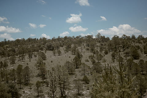 arbres, bosc, durango, mexicà, naturalesa mexicana, naturalesa, viatge de carretera, carretera, impressionant, arbre, sòl, planta, cel, núvol - cel, cap gent, escenics - natura, dia, tranquil·litat, creixement, terra, escena tranquil·la, bellesa a la natura, escena no urbana, medi ambient, paisatge, a l'aire lliure, remot, rock, formació de roca, clima àrid, arbre de coníferes, 5K, CC0, domini públic, lliure de regalies
