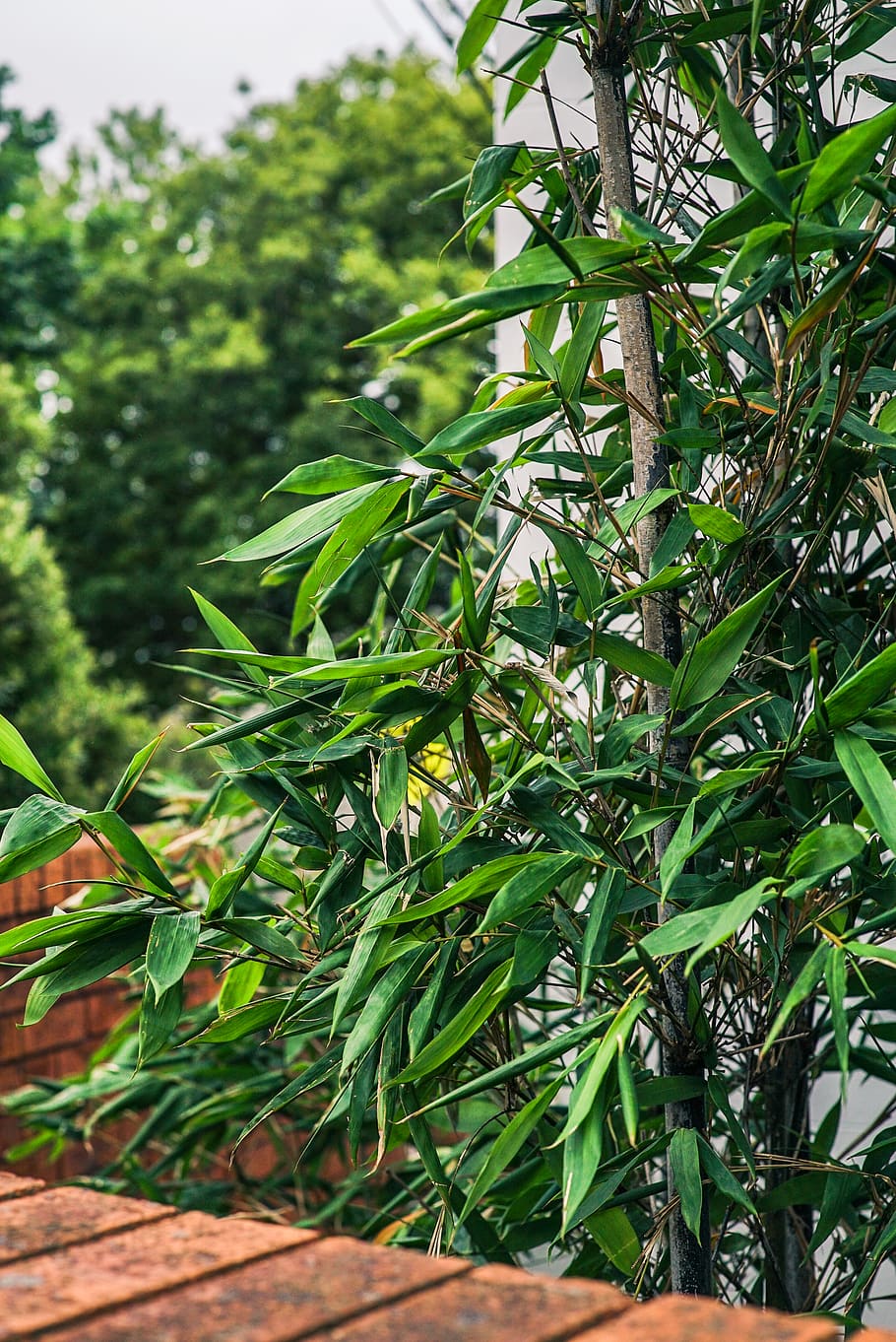 selektiv, fokus fotografering, plante, sløring, botanisk, botanik, grene, dagslys, dybdeskarphed, miljø, fokus, grøn, vækst, frodig, selektiv fokusering, Busk, tropisk, grøn farve, plante del, blad, natur, skønhed i naturen, dag, ingen mennesker, træ, fokus på forgrunden, tæt på, ro, udendørs, afdeling, mad og drikke, friskhed, sollys, mad, 4K