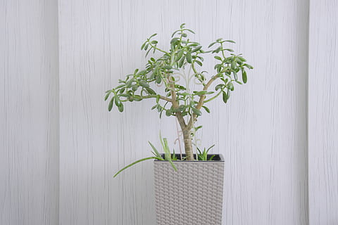 Minimum, Blatt, Blume, Weiß, Baum, Zimmer, Pflanze, Pflanzenteil, Wachstum, grüne Farbe, Natur, keine Leute, Wandbau - Funktion, Schönheit in der Natur, drinnen, Nahansicht, Frische, Holz - Material, Tag, Zerbrechlichkeit, weiße Farbe, Verletzlichkeit, Topfpflanze, Pflanzenstamm, Zimmerpflanze, Blumenschmuck, 5K, CC0, gemeinfrei, lizenzfrei