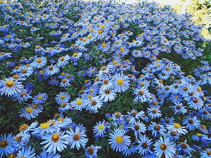 margaritas moradas, planta, flor, aster, margarita, margaritas, Ucrania, pétalo, alfombra, asteraceae, hoja, verde, amarillo, otoño, de cerca, azul, hermoso, las flores, campo, jardín, planta floreciendo, fragilidad, vulnerabilidad, frescura, belleza en la naturaleza, crecimiento, inflorescencia, cabeza de flor, naturaleza, nadie, día, fotograma completo, vista de alto ángulo, antecedentes, abundancia, polen, al aire libre, cama de flores, 2K, CC0, dominio público, libre de derechos