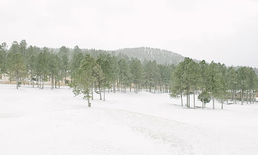 arbres amb fulles verdes, naturalesa, planta, arbre, abies, avet, a l'aire lliure, neu, hivern, paisatge, pi, paisatge de neu, turons coberts de neu, zing, fred, boscos, arbres, nevar, Nou Mèxic, muntanyes, nevat, temperatura de fred, terra, bellesa a la natura, Color blanc, cap gent, dia, tranquil·litat, medi ambient, cel, escenics - natura, creixement, escena no urbana, escena tranquil·la, treelined, arbre de coníferes, 2K, CC0, domini públic, lliure de regalies
