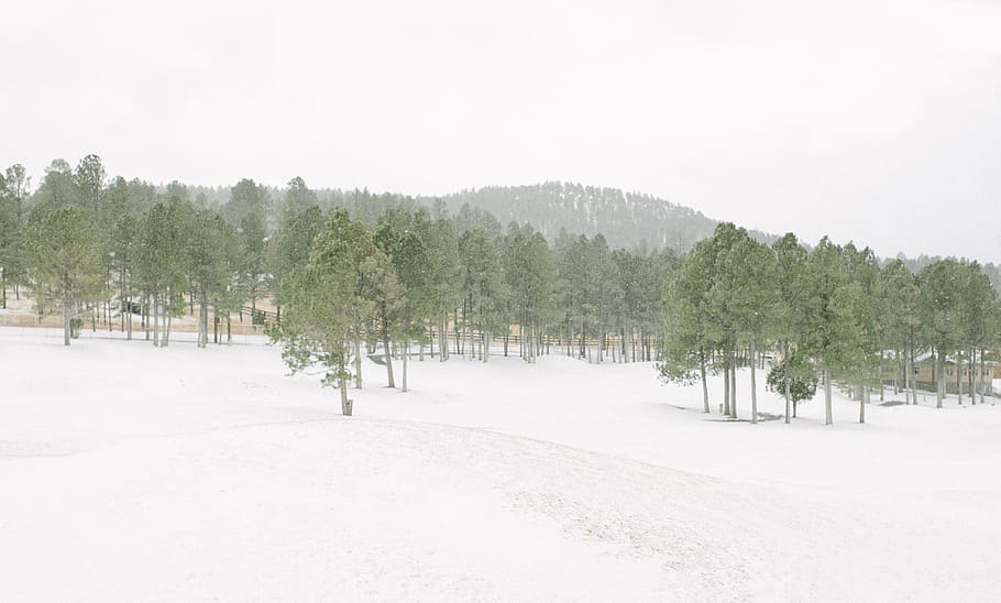 arbres amb fulles verdes, naturalesa, planta, arbre, abies, avet, a l'aire lliure, neu, hivern, paisatge, pi, paisatge de neu, turons coberts de neu, zing, fred, boscos, arbres, nevar, Nou Mèxic, muntanyes, nevat, temperatura de fred, terra, bellesa a la natura, Color blanc, cap gent, dia, tranquil·litat, medi ambient, cel, escenics - natura, creixement, escena no urbana, escena tranquil·la, treelined, arbre de coníferes, 2K