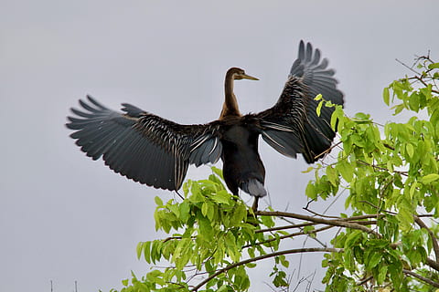 malawi, fauna animal, animals a la natura, ocell, temes d'animals, animal, un animal, vertebrats, ales separades, volant, planta, cap gent, naturalesa, vista d’angle baix, cel, dia, arbre, branca, cormorà, part de la planta, bec, 5K, CC0, domini públic, lliure de regalies