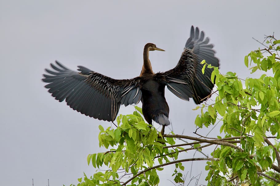 malawi, fauna animal, animals a la natura, ocell, temes d'animals, animal, un animal, vertebrats, ales separades, volant, planta, cap gent, naturalesa, vista d’angle baix, cel, dia, arbre, branca, cormorà, part de la planta, bec, 5K