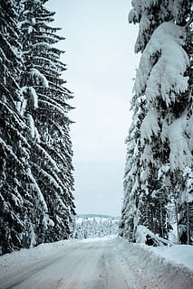 nieve, cubierto, Pinos, ramas, frío, luz, ambiente, bosque, gusto, escarcha, escarchado, clima helado, congelado, hielo, glacial, paisaje, naturaleza, la carretera, escena, escénico, temporada, Montaña cubierta de nieve, Nevado, arboles, clima, invierno, paisaje de invierno, temperatura fría, árbol, planta, cielo, nadie, día, transporte, belleza en la naturaleza, el camino a seguir, dirección, cubierta, tranquilidad, escena tranquila, el color blanco, perspectiva decreciente, al aire libre, Pino, árbol conífero, largo, 5K, CC0, dominio público, libre de derechos