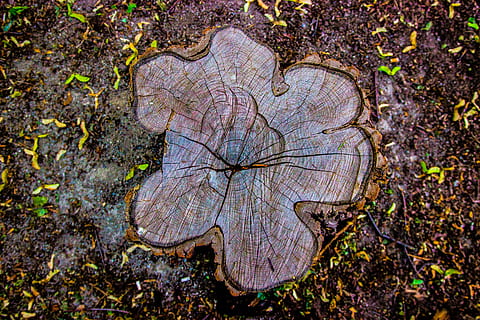 brun trunk, anlegg, natur, tre, nærbilde, høy vinkel visning, tre stubbe, ingen folk, bark, plante del, dag, blad, mønster, utendørs, land, trestamme, rett over, stamme, høst, skog, naturlig mønster, endring, tre ring, naturlig tilstand, 5K, CC0, offentlig domene, opphavsrett gratis