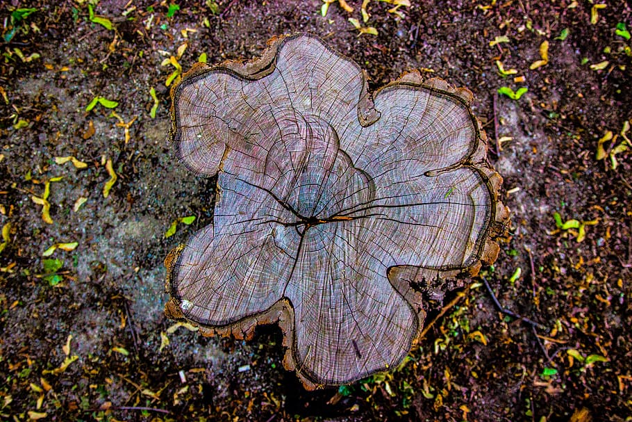 brun trunk, anlegg, natur, tre, nærbilde, høy vinkel visning, tre stubbe, ingen folk, bark, plante del, dag, blad, mønster, utendørs, land, trestamme, rett over, stamme, høst, skog, naturlig mønster, endring, tre ring, naturlig tilstand, 5K