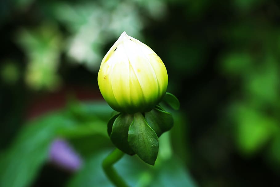 brot, verd, brollar, frescor, planta, bellesa a la natura, primer pla, centrar-se en primer pla, flor, creixement, planta amb flors, fragilitat, vulnerabilitat, naturalesa, cap gent, dia, color verd, pètal, enfocament selectiu, a l'aire lliure, inflorescència, cap de flor, sepal, 4K