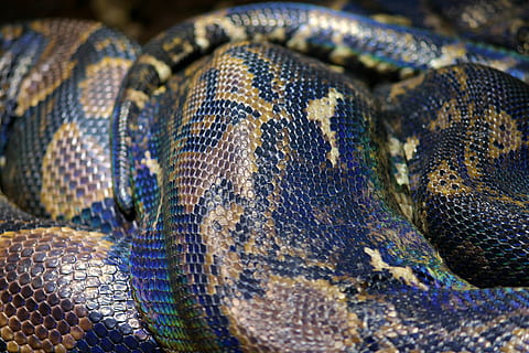 pell de serp, python, net python, serp, rèptil, depredador, pell, naturalesa, perillós, tòxics, salvatge, patró, textura, exòtic, tropical, es va retirar, món animal, blau, paradís, temes d'animals, animal, un animal, escala d’animals, animals a la natura, fauna animal, part del cos dels animals, vertebrats, primer pla, cap gent, pell d’animals, patró natural, marques d’animals, marc complet, arrissat, cap d’animals, ull d’animals, 4K, CC0, domini públic, lliure de regalies