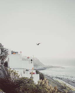 ocell, volant, casa, platja, núvols, ennuvolat, fred, la llum del dia, medi ambient, boira, herba, verd, gel, paisatge, paisatges, home, muntanya, naturalesa, fotografia de natura, vista sobre la natura, oceà, Vista de l'oceà, persona, roques, sorra, escènic, mar, ocells marins, paisatge marí, vora del mar, cel, neu, en solitari, arbres, aigua, onades, temps, ocell blanc, transport, manera de transport, avió, vehicle aeri, cap gent, a l'aire, arquitectura, estructura construïda, exterior de l'edifici, dia, a l'aire lliure, còpia espai, cel clar, planta, indústria aeroespacial, 8K, CC0, domini públic, lliure de regalies