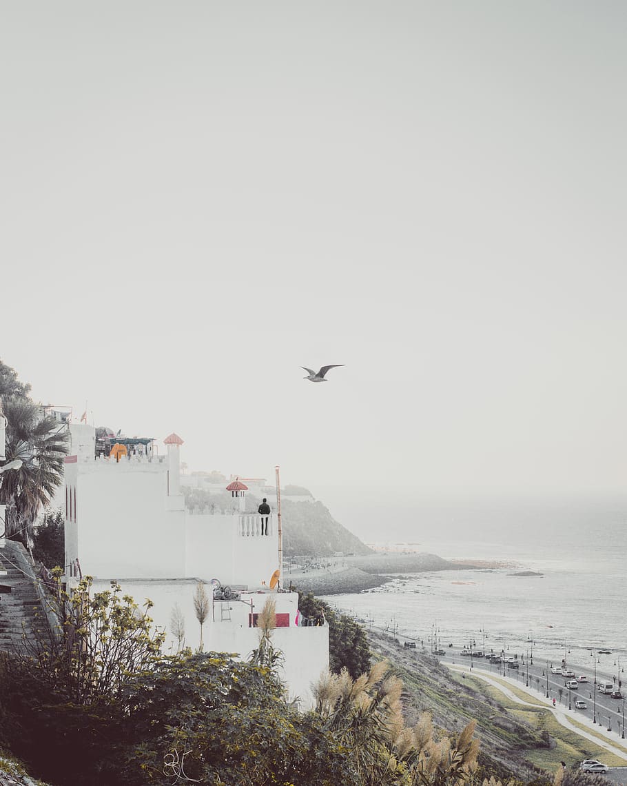 ocell, volant, casa, platja, núvols, ennuvolat, fred, la llum del dia, medi ambient, boira, herba, verd, gel, paisatge, paisatges, home, muntanya, naturalesa, fotografia de natura, vista sobre la natura, oceà, Vista de l'oceà, persona, roques, sorra, escènic, mar, ocells marins, paisatge marí, vora del mar, cel, neu, en solitari, arbres, aigua, onades, temps, ocell blanc, transport, manera de transport, avió, vehicle aeri, cap gent, a l'aire, arquitectura, estructura construïda, exterior de l'edifici, dia, a l'aire lliure, còpia espai, cel clar, planta, indústria aeroespacial, 8K