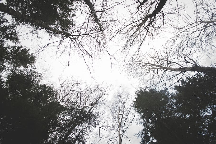 árbol, arboles, bosque, parque, naturaleza, minimalismo, minimalista, alto, autopista, cielo, gris, cielo gris, hoja, vástago, sombra, oscuridad, oscuro, foto, Sesión de fotos, invierno, planta, vista de ángulo bajo, rama, tranquilidad, belleza en la naturaleza, silueta, crecimiento, nadie, día, paisajes - naturaleza, al aire libre, árbol desnudo, escena tranquila, escena no urbana, cielo limpio, idílico, copas de los árboles, erupción solar, 4K