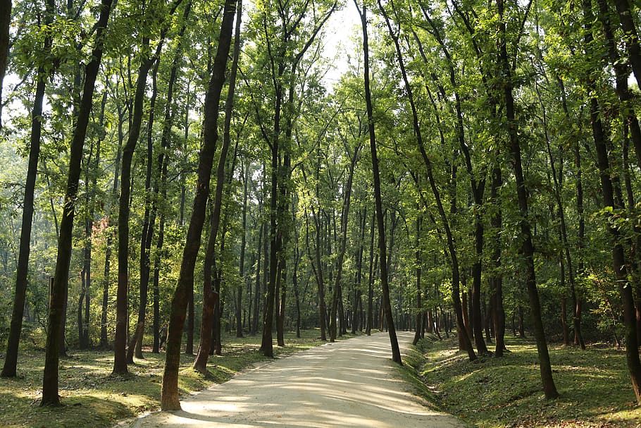 borovice, divoký, zastavit, hrubý, sol trávník, krajina, dřevo, Příroda, les, a thu, všechny tyto roky, Dějiny, strom, rostlina, přistát, krása v přírodě, klid, růst, směr, klidné scény, cesta vpřed, kmen stromu, kufr, zelená barva, mimoměstské scény, nikdo, silnice, den, hojnost, perspektiva, venku, bambus - rostlina, treelined, 5K
