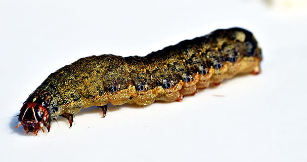 bruco, insetto, leaf-mangiatore, larve, temi animali, sfondo bianco, animale, un animale, animali allo stato selvatico, fauna selvatica, avvicinamento, girato in studio, nessuno, in casa, rettile, ritagliare, vertebrato, copia spazio, parte del corpo animale, invertebrato, Marrone, lunghezza intera, 4K, CC0, dominio pubblico, privo di copyright