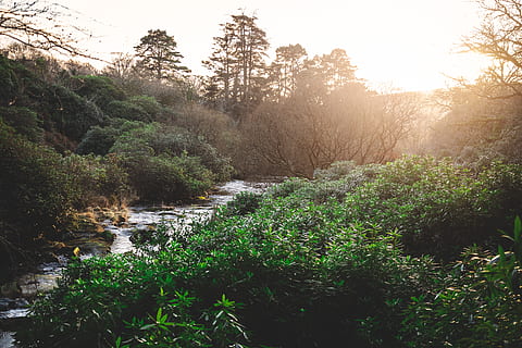 river between trees, outdoors, nature, water, vegetation, plant, creek, stream, tree, land, river, forest, ditch, landscape, sunset, abies, fir, bush, sunlight, winter, bushes, tranquility, beauty in nature, growth, tranquil scene, scenics - nature, no people, sky, day, green color, non-urban scene, lush foliage, flowing water, flowing, 5K, CC0, public domain, royalty free
