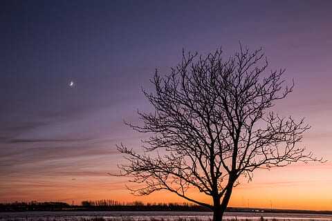marchit, arbre, posta de sol, naturalesa, a l'aire lliure, cel, aalborg, planta, alba, cel vermell, vespre, paisatge, llum, lluna, pastures, camp, skyporn, Dinamarca, egholm, perfecció, escenics - natura, bellesa a la natura, escena tranquil·la, arbre nu, silueta, tranquil·litat, branca, cap gent, horitzó, escena no urbana, idíl·lic, color taronja, núvol - cel, 5K, CC0, domini públic, lliure de regalies