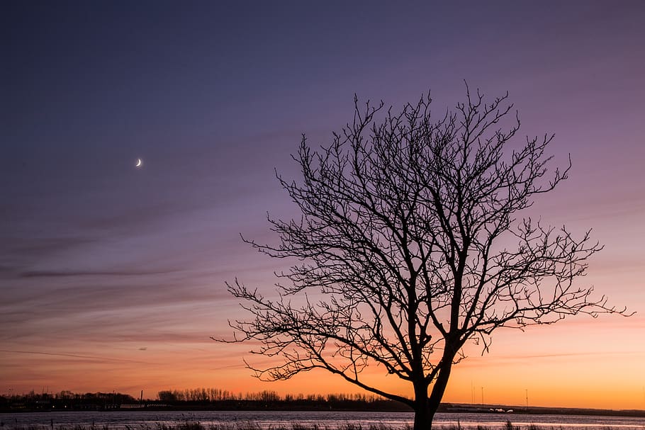 marchit, arbre, posta de sol, naturalesa, a l'aire lliure, cel, aalborg, planta, alba, cel vermell, vespre, paisatge, llum, lluna, pastures, camp, skyporn, Dinamarca, egholm, perfecció, escenics - natura, bellesa a la natura, escena tranquil·la, arbre nu, silueta, tranquil·litat, branca, cap gent, horitzó, escena no urbana, idíl·lic, color taronja, núvol - cel, 5K