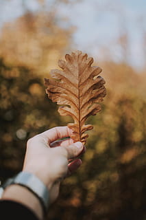selettivo, fotografia a fuoco, persona, detenzione, beige, foglia, bellissimo, sfocatura, luce del giorno, ambiente, flora, crescita, mano, stagione, bokeh swirly, mano umana, parte del corpo umano, una persona, parte vegetale, autunno, modificare, persone reali, prospettiva personale, natura, dito, persona irriconoscibile, dito umano, concentrarsi sulle conoscenze acquisite, giorno, parte del corpo, stili di vita, all'aperto, arto umano, le foglie, 5K, CC0, dominio pubblico, privo di copyright