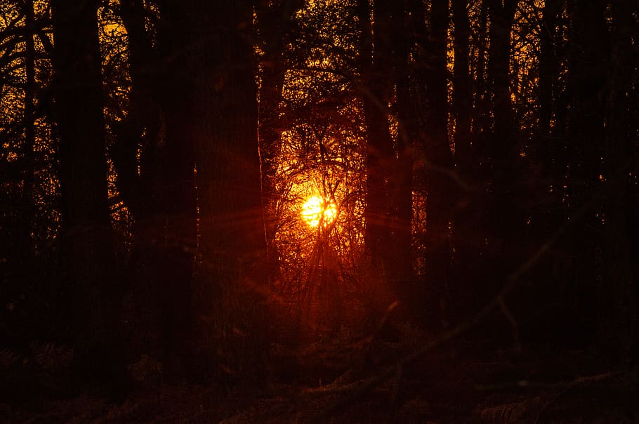 llum, flamarada, llum solar, posta de sol, alba, cel, a l'aire lliure, naturalesa, cel vermell, vespre, arbres, perdut, espantat, sol, boscos, bosc, bola vermella, art, pintura, sortida del sol, arbre, terra, planta, tronc de l'arbre, tronc, tranquil·litat, cap gent, escena tranquil·la, creixement, nit, escenics - natura, bellesa a la natura, fosc, streaming, 5K