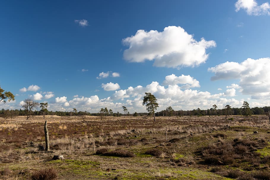 núvols, núvol, vista, paisatge, aire, naturalesa, heide, drunense duinen, cel, núvol - cel, medi ambient, escena tranquil·la, tranquil·litat, terra, camp, escenics - natura, planta, bellesa a la natura, agricultura, escena rural, dia, cap gent, creixement, arbre, escena no urbana, granja, plantació, 5K
