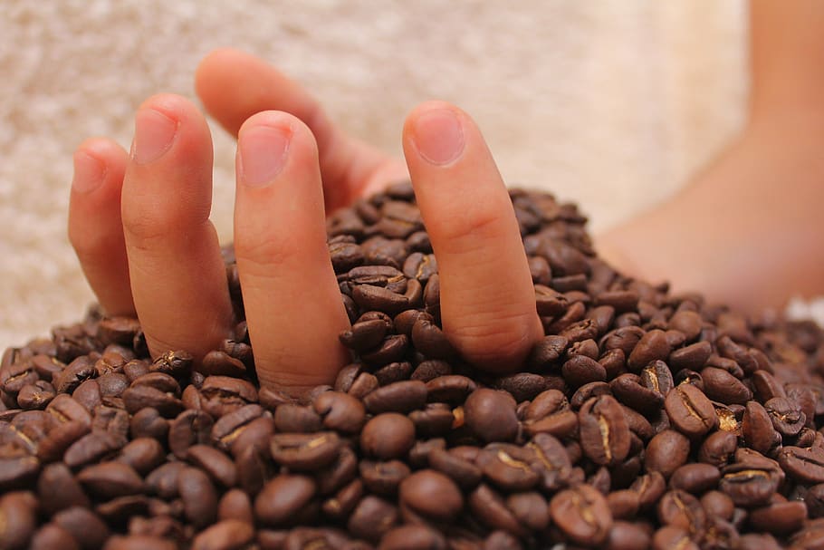 caffè, bere, caffeina, bar, fresco, bevande, cappuccino, aroma, caffè tostato, Chicco di caffe, grano arrostito, cibo, gusto, stimolante, prima colazione, mano, dita, parte del corpo umano, mano umana, messa a fuoco selettiva, cibo e bevande, una persona, caffè - bevanda, avvicinamento, parte del corpo, chicco di caffè tostato, abbondanza, Marrone, grande gruppo di oggetti, freschezza, dito, piede umano, detenzione, mani a coppa, 5K