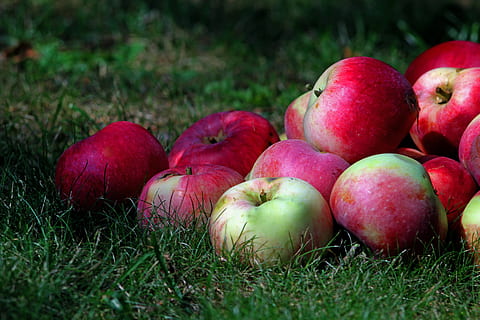 mele, nettare, erba, composta, triste, cibo, cibo e bevande, mangiare sano, frutta, mela - frutto, freschezza, pianta, benessere, rosso, natura, gruppo di oggetti, giorno, campo, nessuno, terra, avvicinamento, colore verde, gruppo, messa a fuoco selettiva, 5K, CC0, dominio pubblico, privo di copyright
