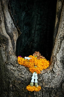 albero, Amati, fiore, pianta, pianta fiorita, natura, nessuno, religione, freschezza, credenza, giorno, solido, bellezza nella natura, giallo, spiritualità, roccia, all'aperto, roccia - oggetto, avvicinamento, vulnerabilità, fragilità, 2K, CC0, dominio pubblico, privo di copyright