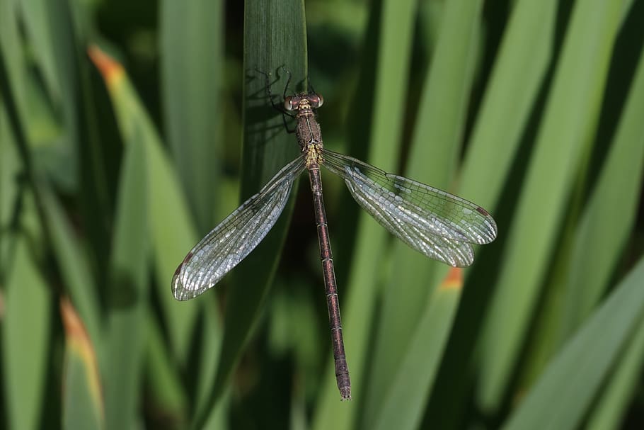 Libelle, Gras, Insekt, grau, Pflanze, wirbellos, grüne Farbe, Tiere in freier Wildbahn, Tierwelt, Wachstum, ein Tier, Nahansicht, Tierthemen, Tier, Natur, Fokus auf den Vordergrund, keine Leute, Tag, Schönheit in der Natur, Tierflügel, Blatt, Pflanzenteil, draußen, Grashalm, 2K