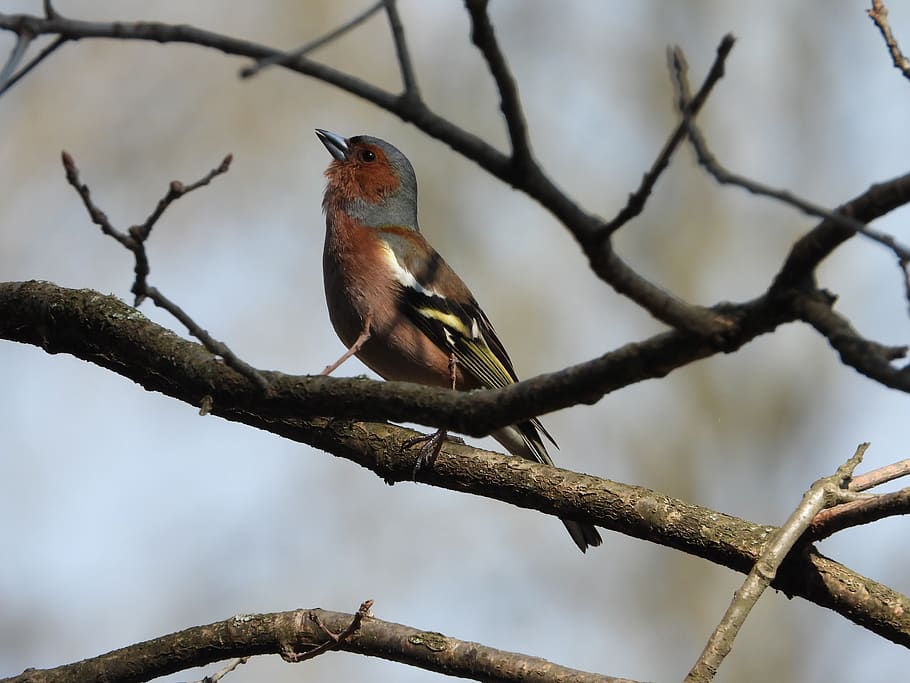bogfinke, træ, fugl, forår, natur, pen, pæn, figur, fugle, have, fjerdragt, dyreliv, afdeling, perching, dyr i naturen, dyre temaer, dyr, et dyr, hvirveldyr, plante, fokus på forgrunden, lav vinkel visning, dag, ingen mennesker, bare træ, udendørs, selektiv fokusering, skønhed i naturen, 4K