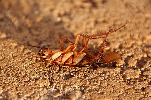 kakerlak, skrabe, insekt, natur, lille, dyr verden, dyre temaer, dyr, et dyr, dyreliv, dyr i naturen, hvirvelløse, tæt på, ingen mennesker, dag, udendørs, leddyr, arachnid, zoologi, dyr kropsdel, edderkop, selektiv fokusering, fuld længde, jord, 5K, CC0, offentligt domæne, royaltyfrie