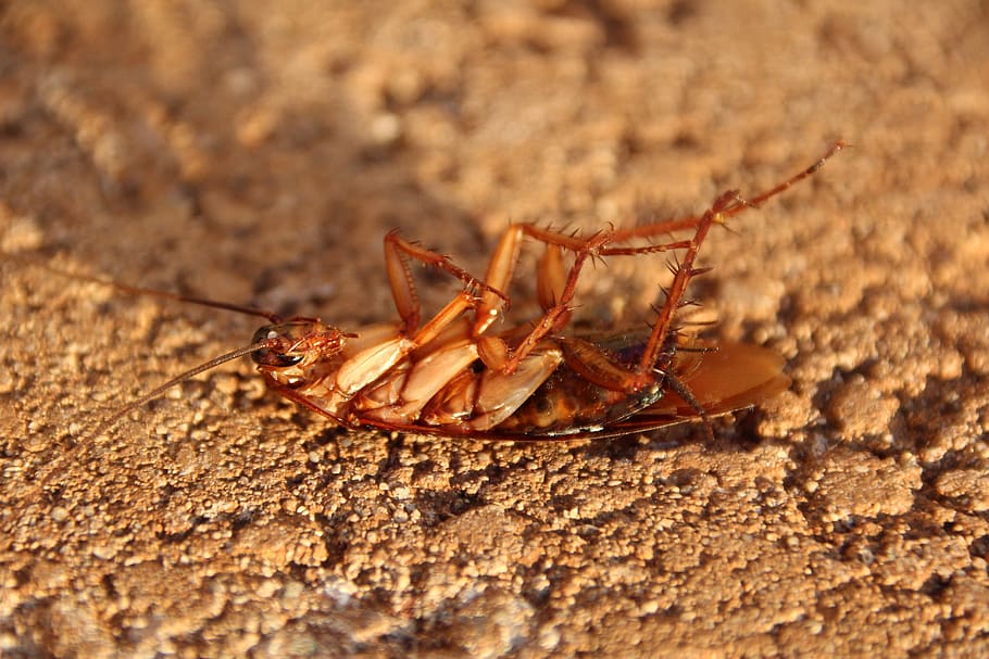 la panerola, raspar, insecte, naturalesa, petit, món animal, temes d'animals, animal, un animal, fauna animal, animals a la natura, invertebrat, primer pla, cap gent, dia, a l'aire lliure, artròpode, aràcnids, zoologia, part del cos dels animals, aranya, enfocament selectiu, longitud completa, terra, 5K