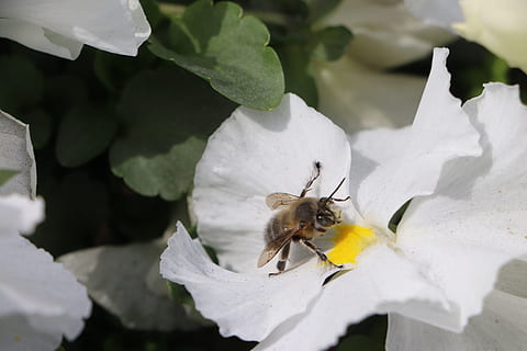 bi, blomst, babu, insekt, pollen, natur, nektar, have, plante, forår, bestøvning, dyr, blomstrende, indsamle, gul, violet, lavendel, makro, lilla, flora, dyr i naturen, dyreliv, dyre temaer, et dyr, hvirvelløse, blomstrende plante, skønhed i naturen, tæt på, kronblad, skrøbelighed, sårbarhed, ingen mennesker, blomsterhoved, hvid farve, vækst, 5K, CC0, offentligt domæne, royaltyfrie