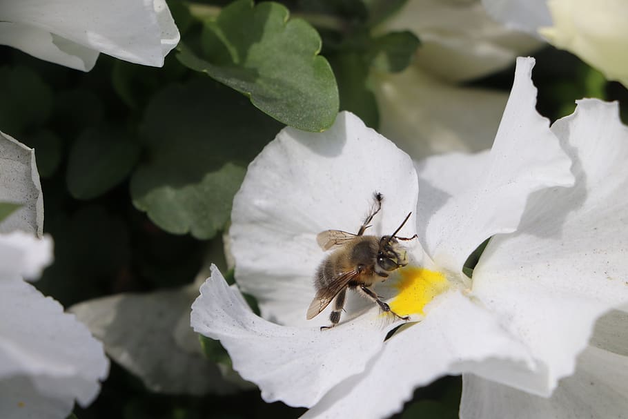 ape, fiore, Babu, insetto, polline, natura, nettare, giardino, pianta, primavera, impollinazione, animale, fioritura, raccogliere, giallo, viola, lavanda, macro, flora, animali allo stato selvatico, fauna selvatica, temi animali, un animale, invertebrato, pianta fiorita, bellezza nella natura, avvicinamento, petalo, fragilità, vulnerabilità, nessuno, testa di fiore, Colore bianco, crescita, 5K