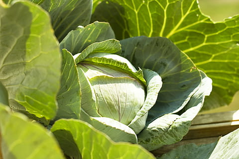 achtergrond, kool, dieet, eten, farm, landbouw, voedsel, vers, tuin-, groen, toenemen, groei, oogst, hoofd, Gezondheid, gezond, ingrediënt, blad, markt, maaltijd, natuurlijk, natuur, voeding, biologisch, fabriek, produceren, rauw, landelijk, salade, groente, vegetarisch, , deel van de plant, groene kleur, gezond eten, versheid, detailopname, eten en drinken, welzijn, schoonheid in de natuur, geen mensen, dag, zonlicht, buitenshuis, bladeren, 4K, CC0, publiek domein, royaltyvrij
