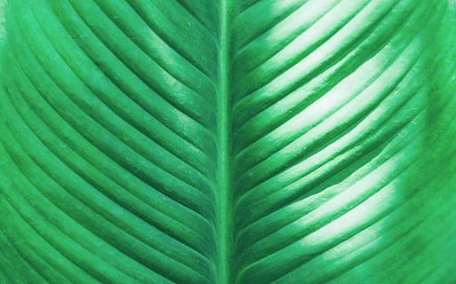 close-up photo, green, leaf, close-up, pattern, plant part, green color, backgrounds, full frame, no people, plant, nature, natural pattern, palm leaf, growth, beauty in nature, palm tree, leaf vein, textured, tropical climate, frond, outdoors, abstract backgrounds, natural condition, textured effect, 4K, CC0, public domain, royalty free