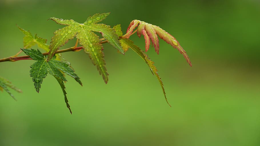 maple, rosada, bosc, naturalesa, vermell, tardor, plantes, full, aigua, gotes de pluja, Corea, aquest tipus, degoteig, no, humit, fons, primer pla, planta, color verd, cap gent, creixement, centrar-se en primer pla, bellesa a la natura, animal, part de la planta, dia, frescor, temes d'animals, un animal, a l'aire lliure, animals a la natura, flor, fauna animal, menjar i beguda, 4K
