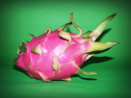 frutto del drago rosa, sfondo, luminosa, cactus, avvicinamento, colori, delizioso, frutto del drago, fresco, frutta, salutare, succoso, macro, singolo, gustoso, sfondo colorato, cibo e bevande, girato in studio, in casa, mangiare sano, freschezza, cibo, benessere, colore verde, nessuno, sfondo verde, natura morta, pitaya, colore rosa, singolo oggetto, ritagliare, cibo crudo, parte vegetale, maturo, viola, 2K, CC0, dominio pubblico, privo di copyright