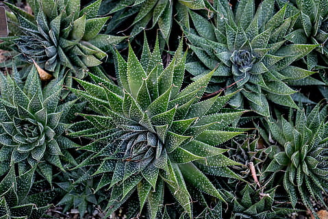 zebra kaktus, grøn farve, vækst, blad, plante del, plante, natur, skønhed i naturen, fuld ramme, ingen mennesker, dag, tæt på, baggrunde, udendørs, ro, høj vinkel visning, naturligt mønster, saftige plante, direkte over, jord, Mark, strittende, dug, 5K, CC0, offentligt domæne, royaltyfrie