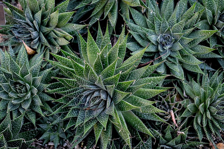 cactus de zebra, color verd, creixement, full, part de la planta, planta, naturalesa, bellesa a la natura, marc complet, cap gent, dia, primer pla, fons, a l'aire lliure, tranquil·litat, vista d’angle alt, patró natural, planta suculenta, directament a sobre, terra, camp, picant, rosada, 5K