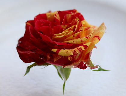 rosa, vermell, groc, flor, pètals, coloració, planta, planta amb flors, pètal, frescor, cap de flor, vulnerabilitat, bellesa a la natura, inflorescència, fragilitat, primer pla, naturalesa, flor de roses, creixement, cap gent, tir de l'estudi, a l'interior, sepal, 2K, CC0, domini públic, lliure de regalies