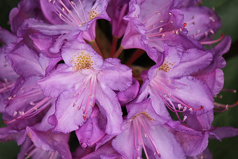 fiori, fioritura, api, primavera, piante, polline, giardino, botanico, viola, floreale, natura, fiorire, pianta fiorita, fiore, pianta, avvicinamento, bellezza nella natura, petalo, fragilità, vulnerabilità, freschezza, crescita, testa di fiore, infiorescenza, nessuno, messa a fuoco selettiva, concentrarsi sulle conoscenze acquisite, all'aperto, rugiada, 2K, CC0, dominio pubblico, privo di copyright